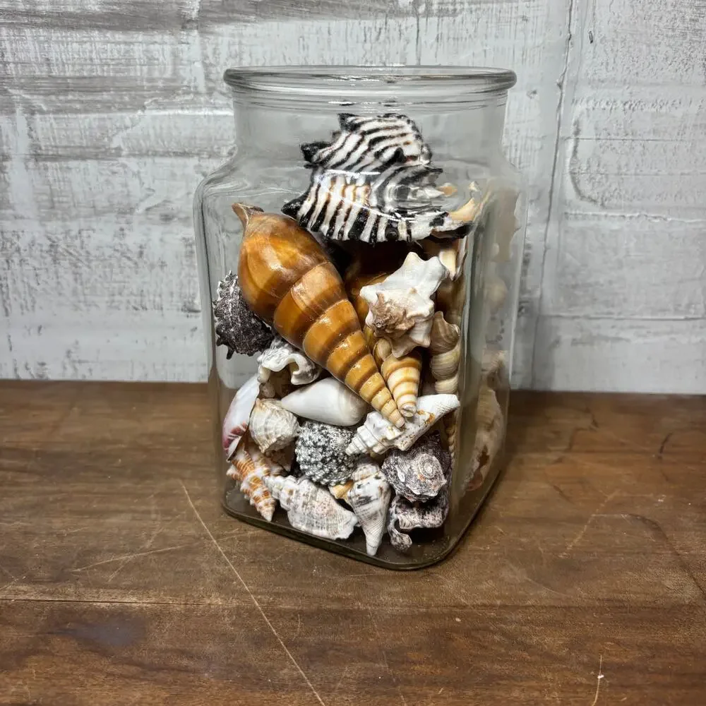 Large Glass Jar Filled with Assorted Seashells